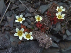 Saxifraga cespitosa