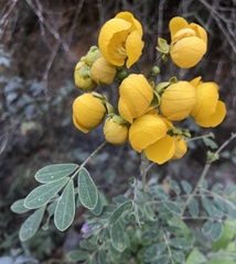 Senna pallida