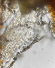 Monilinia fructicola