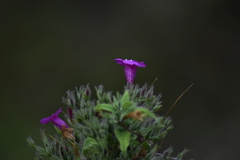 Ruellia inundata