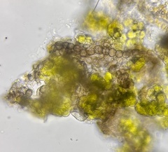 Monilinia fructicola