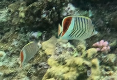 Chaetodon paucifasciatus