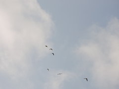 Psittacara holochlorus