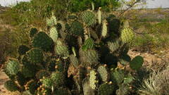 Opuntia robusta