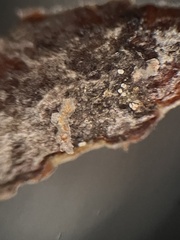 Monilinia fructicola