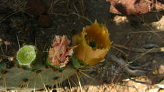 Opuntia robusta