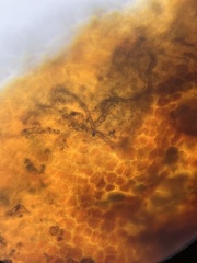 Monilinia fructicola