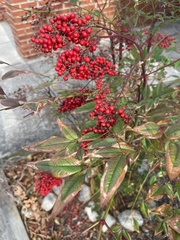 Nandina