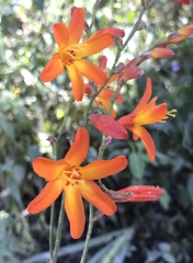 Crocosmia aurea