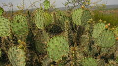 Opuntia robusta
