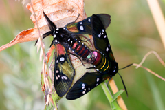 Chrysocale principalis