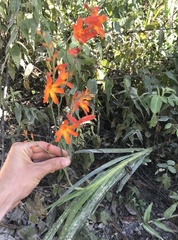 Crocosmia aurea