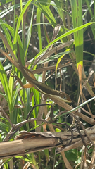 Anolis krugi