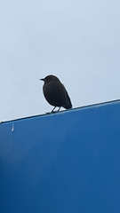 Euphagus