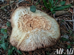 Agaricus cupreobrunneus