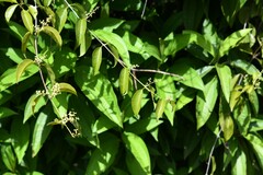 Passovia pedunculata