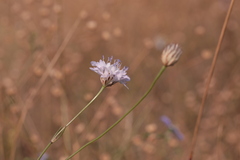 Cephalaria transsylvanica