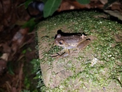 Plectrohyla
