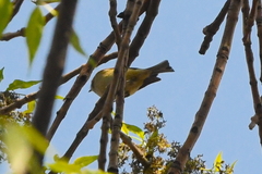 Leiothlypis ruficapilla