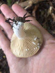 Lactifluus clarkeae
