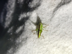 Conocephalus bilineatus