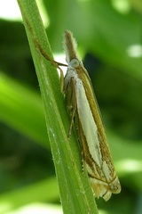 Crambus pascuella