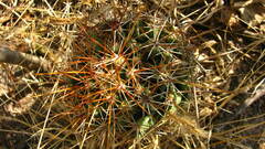 Coryphantha octacantha