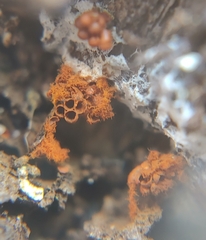 Metatrichia vesparium