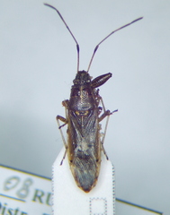 Pachygrontha antennata