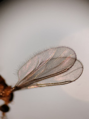 Lestremia