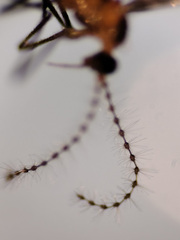 Lestremia