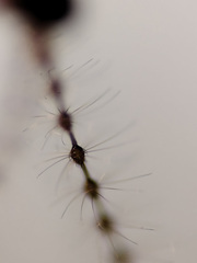 Lestremia