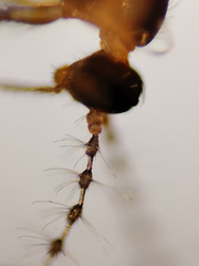 Lestremia