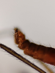 Lestremia