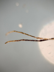 Lestremia