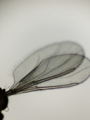 Lestremia