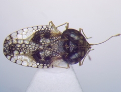 Cochlochila conchata