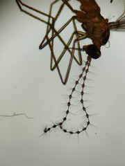 Lestremia