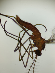 Lestremia