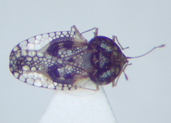 Cochlochila conchata