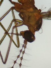 Lestremia