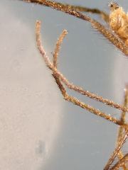 Lestremia