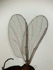 Lestremia