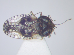 Cochlochila conchata