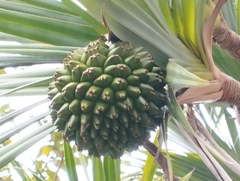 Pandanus utilis