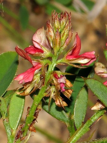 Indigofera spicata var. spicata image