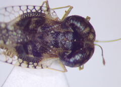 Cochlochila conchata