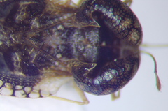 Cochlochila conchata