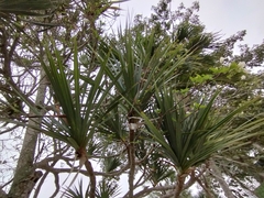 Pandanus utilis