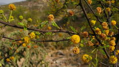 Vachellia vernicosa